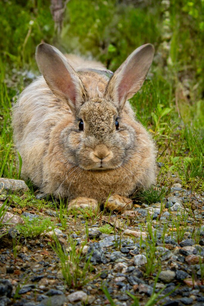 A fluffy rabbit sits on the grass and rocks, blending into its natural surroundings.
